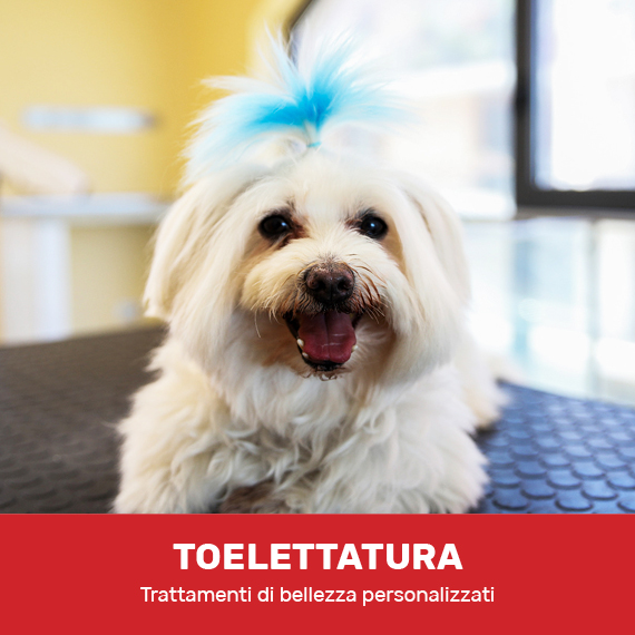 toelettatura-dog&cat